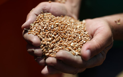 Россия в 2020 году показала рекорд по поставкам продовольствия за рубе