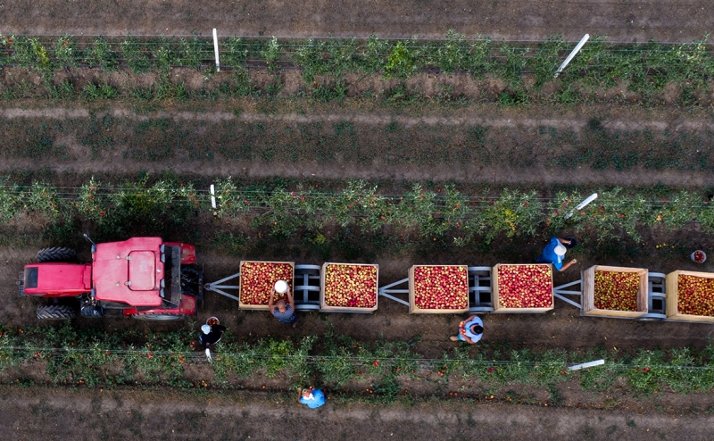 Россия в 2020 году показала рекорд по поставкам продовольствия за рубе