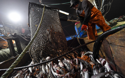 Рыбаки предупредили о возможных сбоях в добыче самой дешевой рыбы