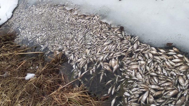 В Чувашии проводят проверку по факту массовой гибели рыбы