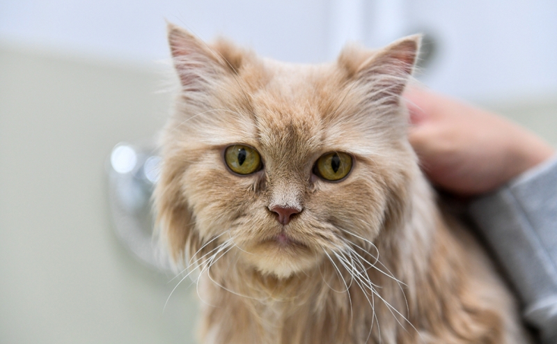 Ветеринарные клиники сообщили о дефиците популярной вакцины для кошек