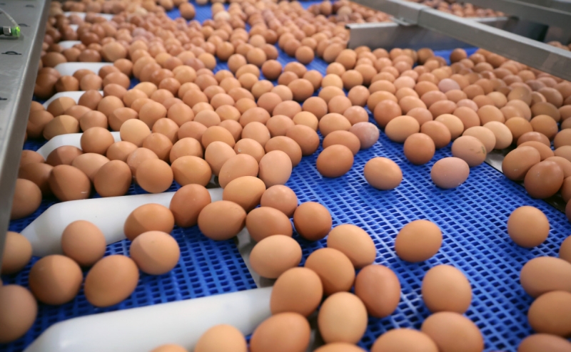 Производители заявили о «критическом снижении» закупочных цен на яйца