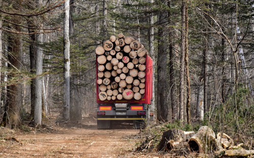 Власти обсудят создание лесной госкорпорации