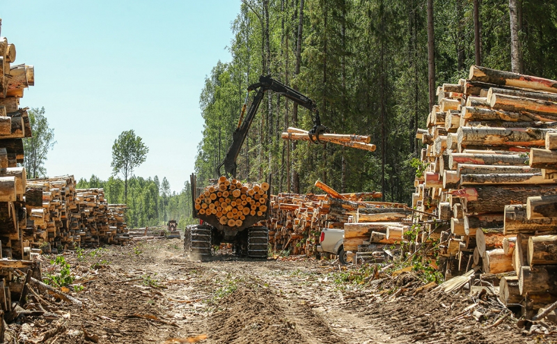 Власти обсудят создание лесной госкорпорации