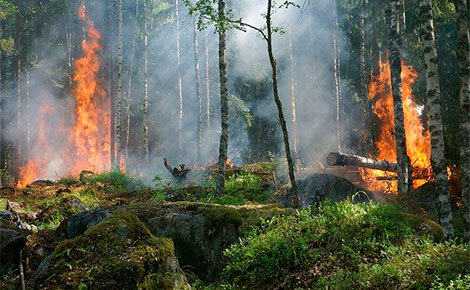Министр природных ресурсов  обратился в Генпрокуратуру из-за ситуации с лесными пожарами в Иркутской области и Якутии