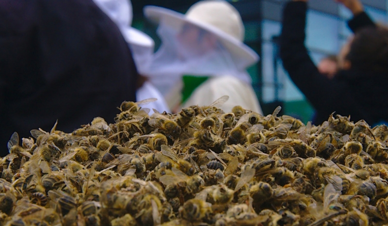 Пчелы в Башкортостане погибли из-за владельца «Павловки резорт» и трубного завода