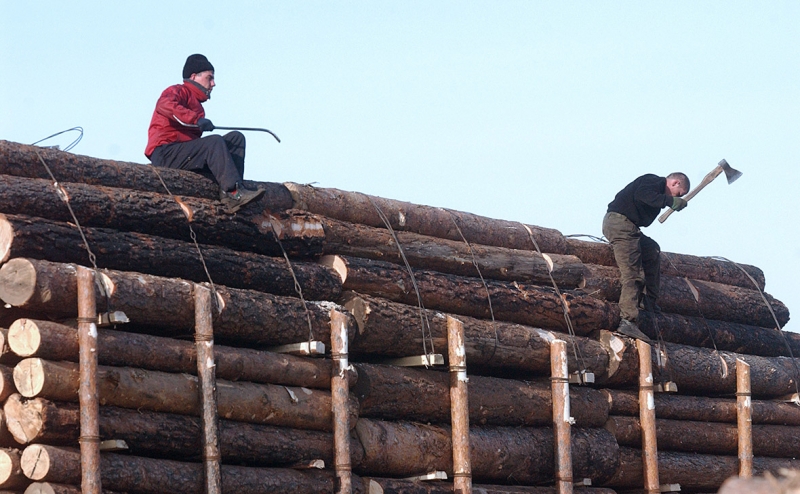 Крупнейший экспортер леса в Китай назвал причину криминализации отрасл
