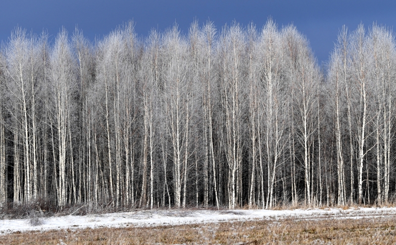 Вице-премьер предложила перерабатывать лес с Дальнего Востока в Сибири