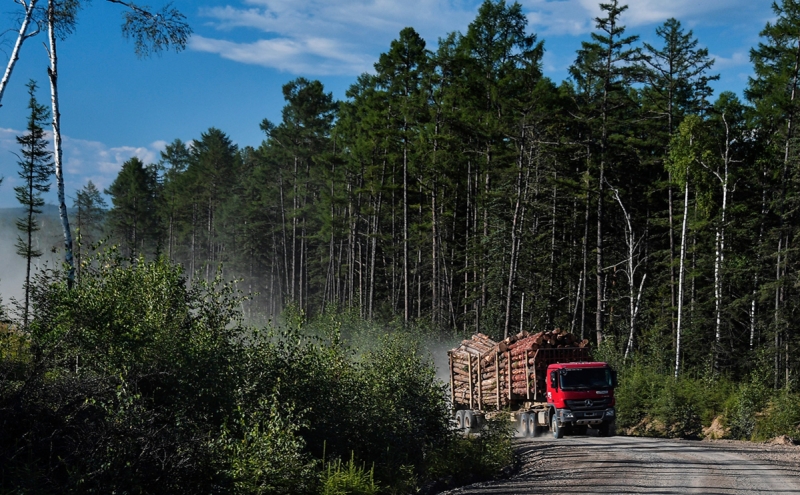 Вице-премьер предложила перерабатывать лес с Дальнего Востока в Сибири
