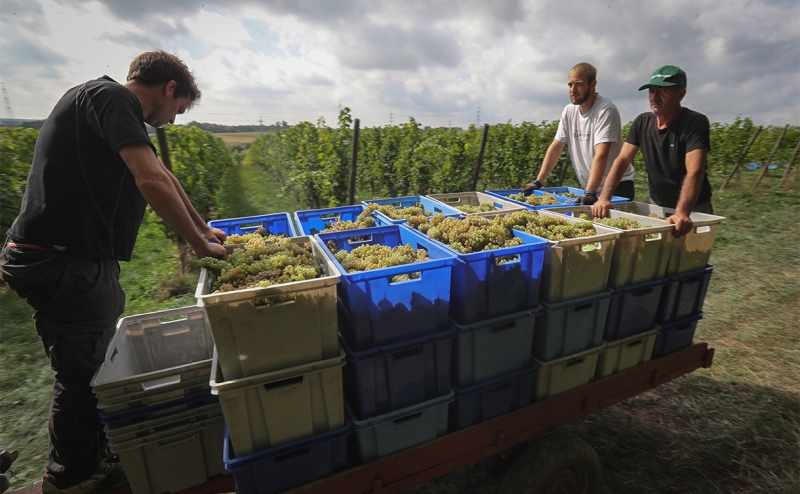 Производитель салатов «Белая дача» купил землю под виноградник на Кубани