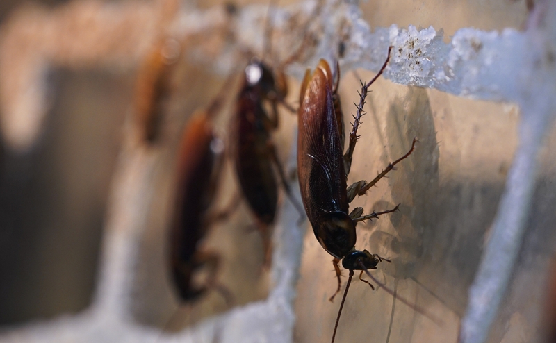 Власти предложили выдавать лицензии на уничтожение тараканов и клопов