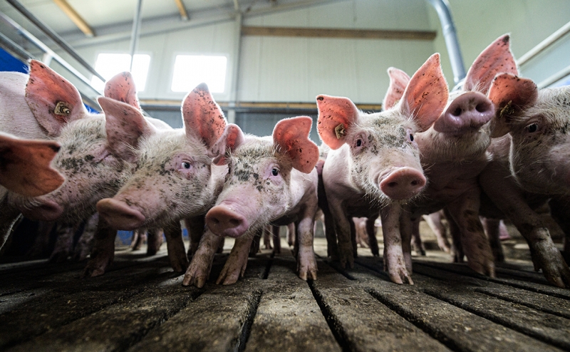 Из-за аномальной жары летом свиньи недобрали в весе