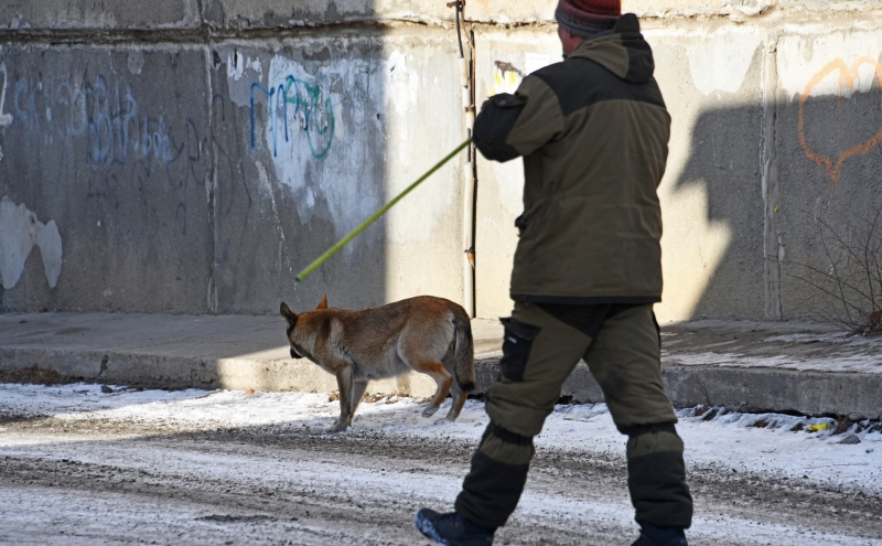 В Думе предложили штрафы для чиновников до 200 тыс. руб. за укусы собак