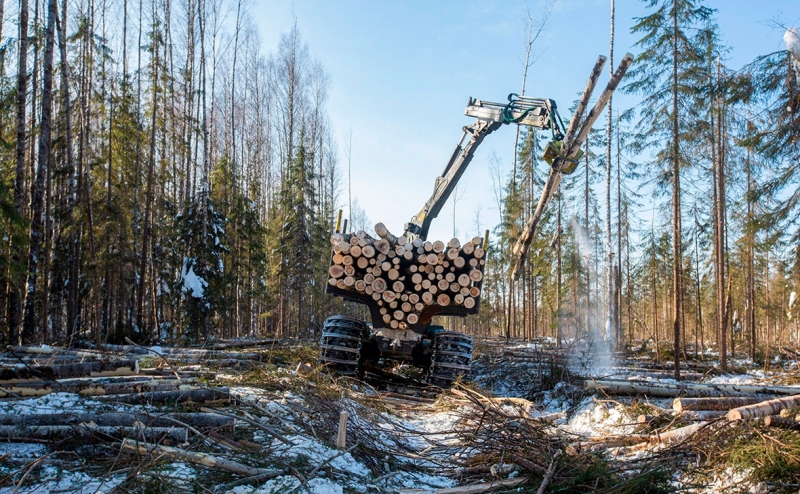 Segezha Group и учреждения ФСИН резко нарастили вырубку леса в России