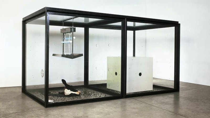 Немецкий музей убрал инсталляцию с мухами из-за протестов зоозащитников