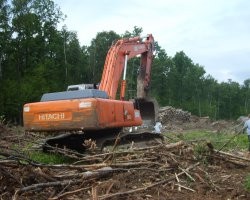Абрамченко заявила о сокращении незаконных рубок леса в 1,6 раза